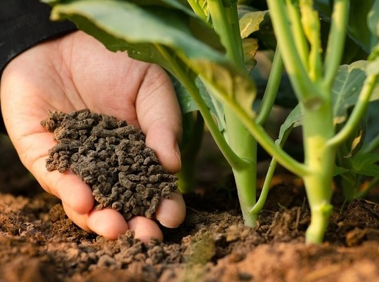 Cách chọn mua phân bón chất lượng: Cảnh giác với phân bón giả trên thị trường.