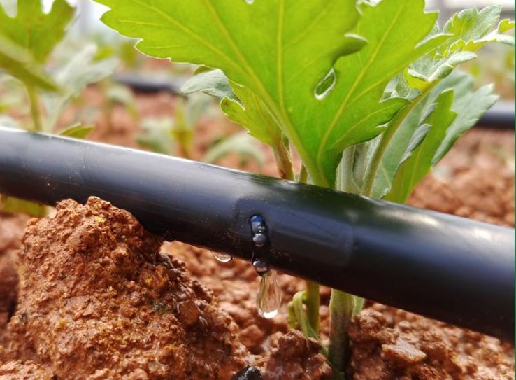 Có nên bón phân trực tiếp vào gốc cây hay không?