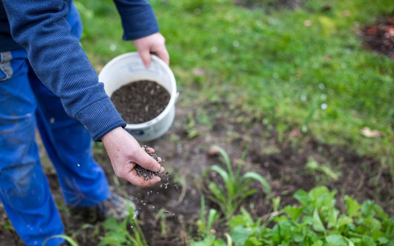 Hướng Dẫn Cách Bón Phân Cho Cây Ăn Trái Vào Từng Giai Đoạn Phát Triển