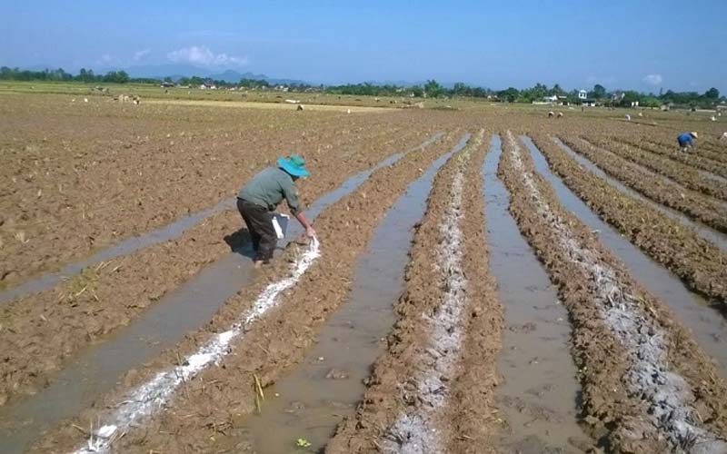 Mùa mưa nên bón phân gì? Kỹ thuật bón phân hạn chế bị rửa trôi.