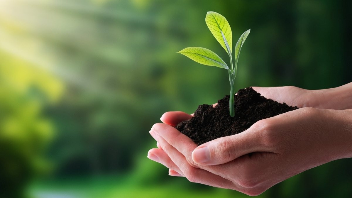 Phân biệt phân bón vô cơ và hữu cơ: Loại nào tốt hơn cho đất của bạn?