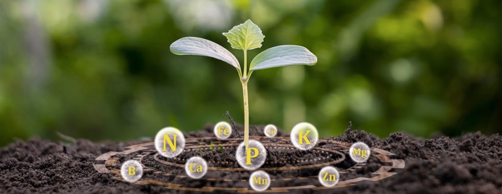 Phân biệt phân bón vô cơ và hữu cơ: Loại nào tốt hơn cho đất của bạn?