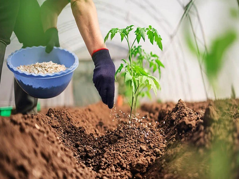 Phân biệt phân bón vô cơ và hữu cơ: Loại nào tốt hơn cho đất của bạn?
