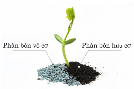 Phân biệt phân bón vô cơ và hữu cơ: Loại nào tốt hơn cho đất của bạn?