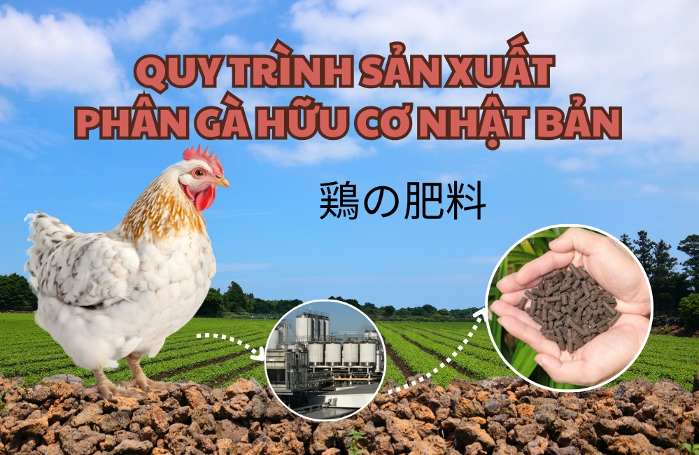Quy trình sản xuất phân gà hữu cơ Nhật Bản
