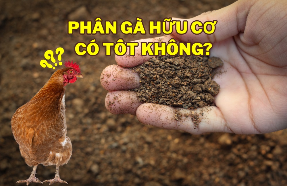 Phân gà hữu cơ có tốt không? Hướng dẫn lựa chọn phân gà hữu cơ cho cây trồng