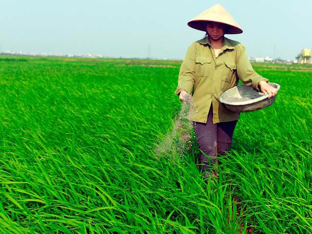 Tác hại của việc lạm dụng phân bón hóa học và cách khắc phục tình trạng chai đất.