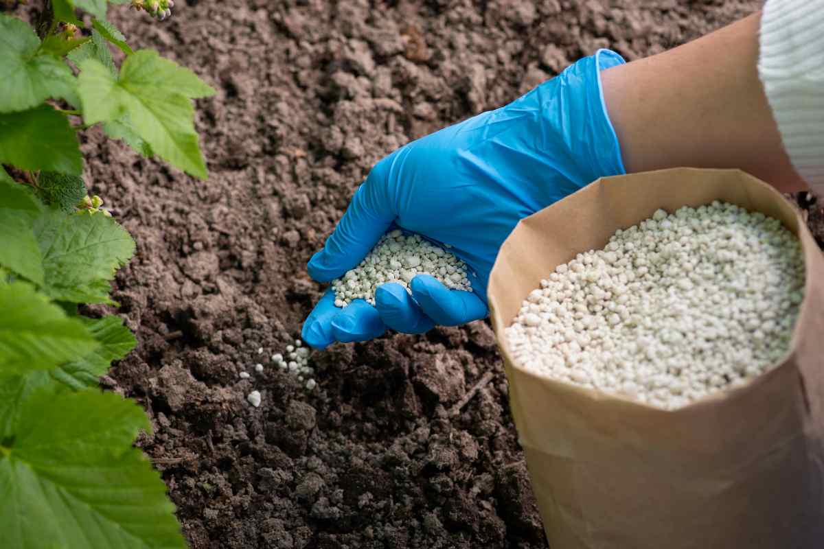 Tác hại của việc lạm dụng phân bón hóa học và cách khắc phục tình trạng chai đất.