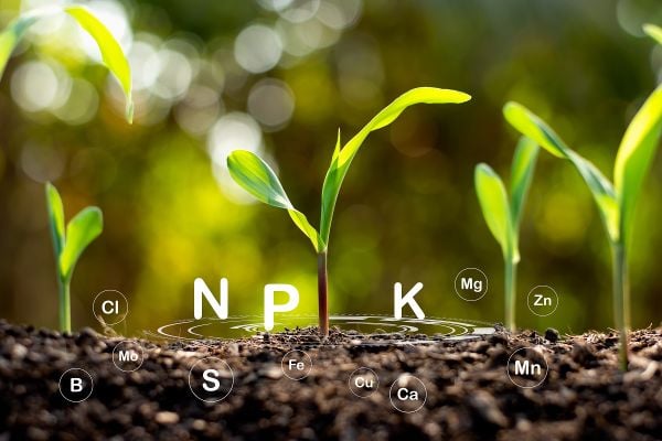 Vai trò của các nguyên tố Đa - Trung - Vi lượng đối với sự sinh trưởng của cây trồng.
